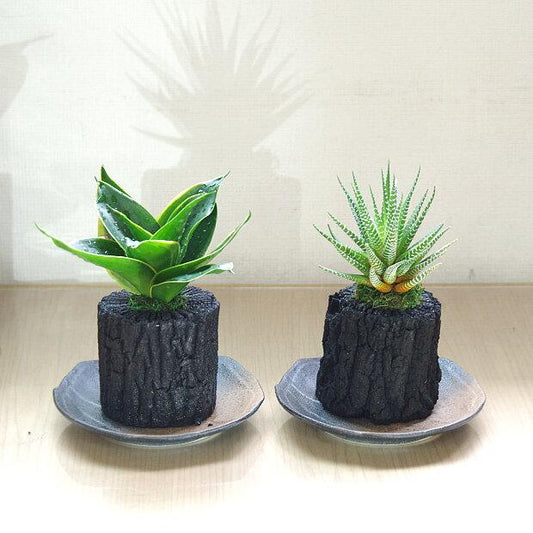 炭花壇 M 観葉植物 【選べる2個セット】