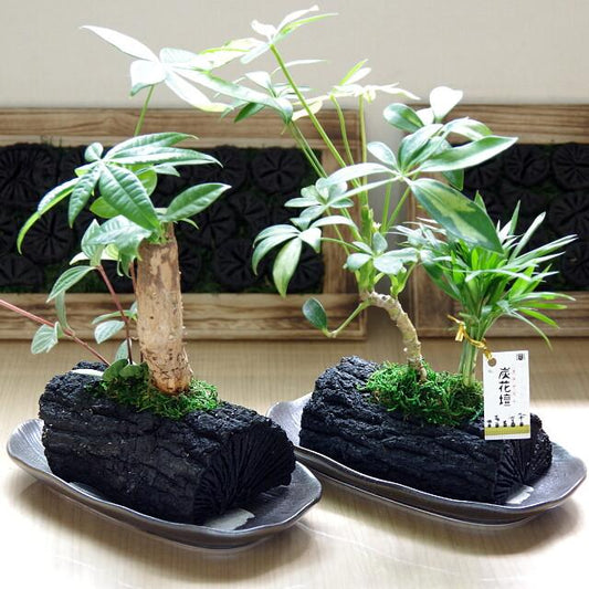 炭花壇 LH 観葉植物