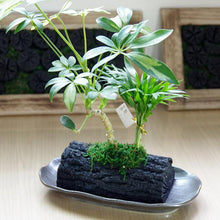 画像をギャラリービューアに読み込む, 炭花壇 LH 観葉植物