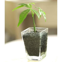 画像をギャラリービューアに読み込む, 備長炭 粒