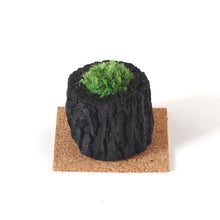 画像をギャラリービューアに読み込む, 炭苔 プリザーブド