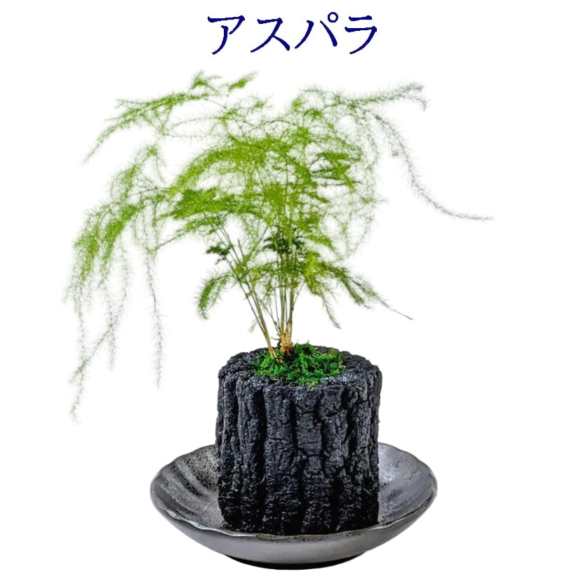 炭花壇 M 観葉植物 【選べる2個セット】