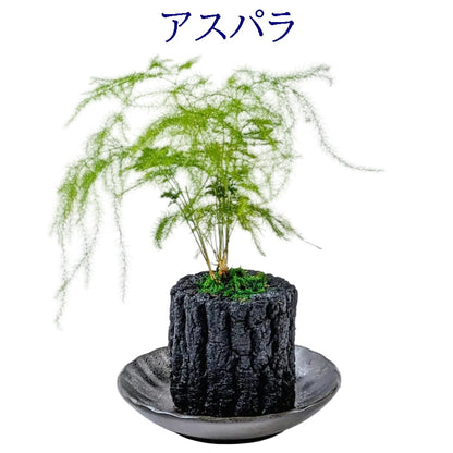 炭花壇 M 観葉植物 【選べる2個セット】
