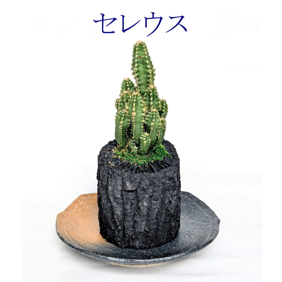 炭花壇 M 観葉植物 【選べる2個セット】