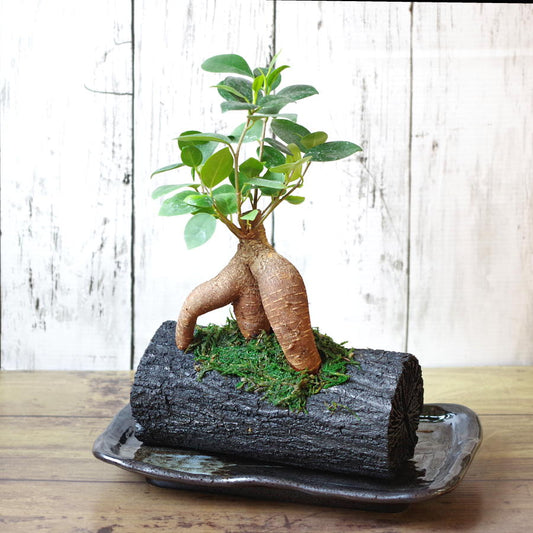 炭花壇 L 観葉植物