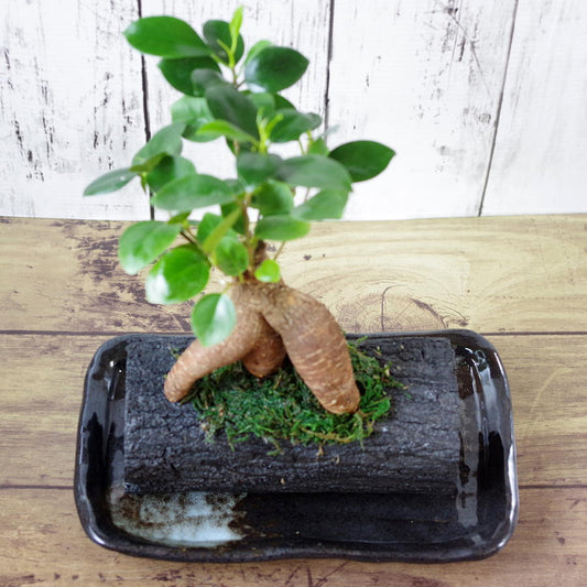 炭花壇 L 観葉植物