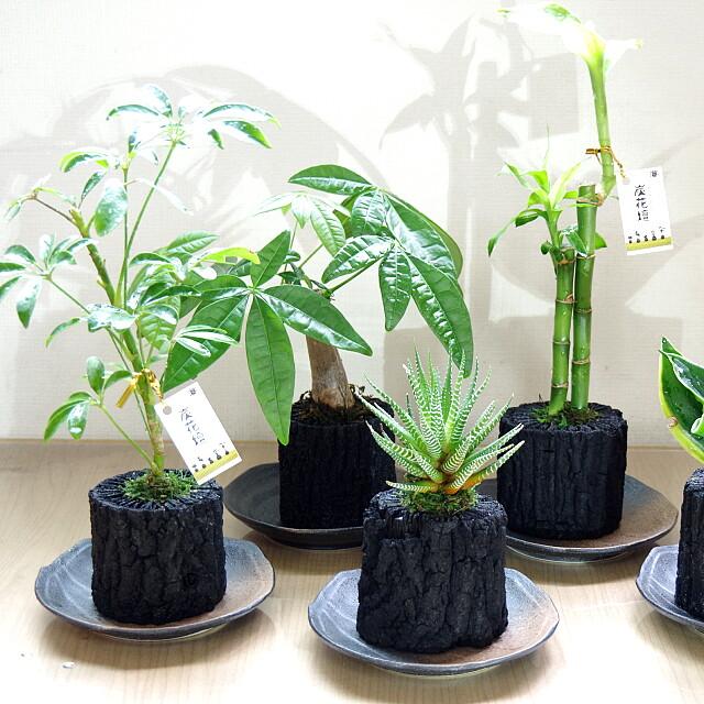 炭花壇 M 観葉植物 【選べる2個セット】