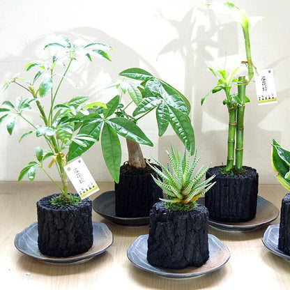 炭花壇 M 観葉植物 【選べる2個セット】