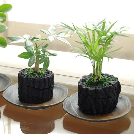 炭花壇 M 観葉植物 【選べる2個セット】