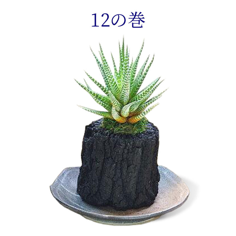 炭花壇 M 観葉植物 【選べる2個セット】