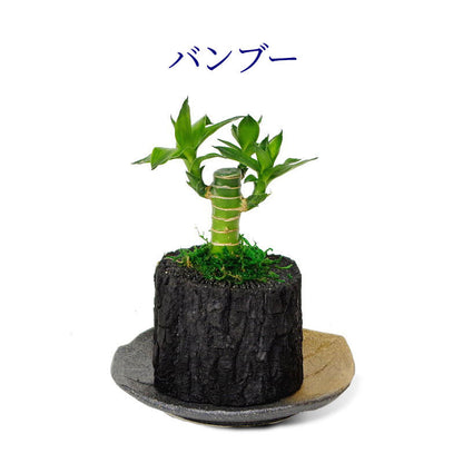 炭花壇 M 観葉植物 【選べる2個セット】