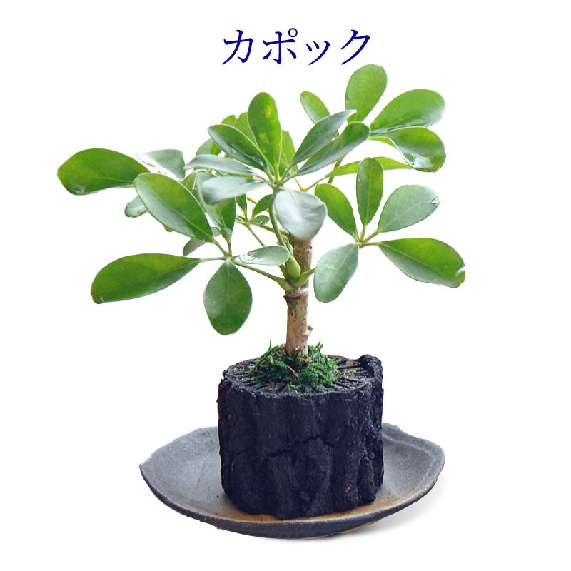 炭花壇 M 観葉植物 【選べる2個セット】