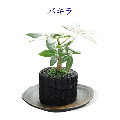 炭花壇 M 観葉植物 【選べる2個セット】