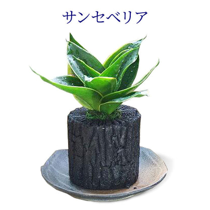 炭花壇 M 観葉植物 【選べる2個セット】