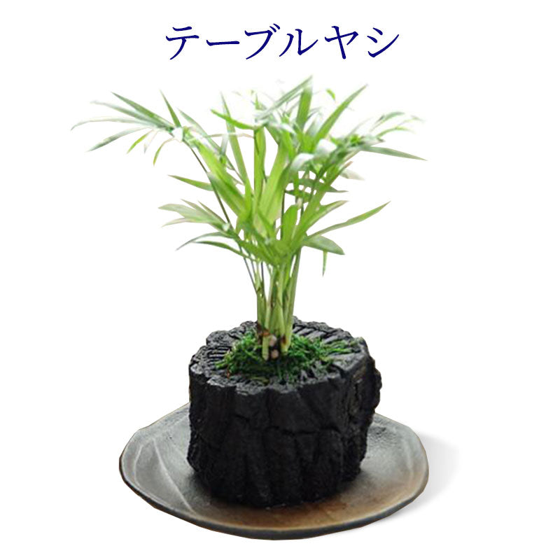 炭花壇 M 観葉植物 【選べる2個セット】