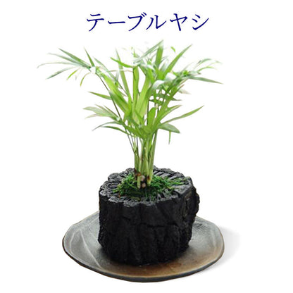 炭花壇 M 観葉植物 【選べる2個セット】