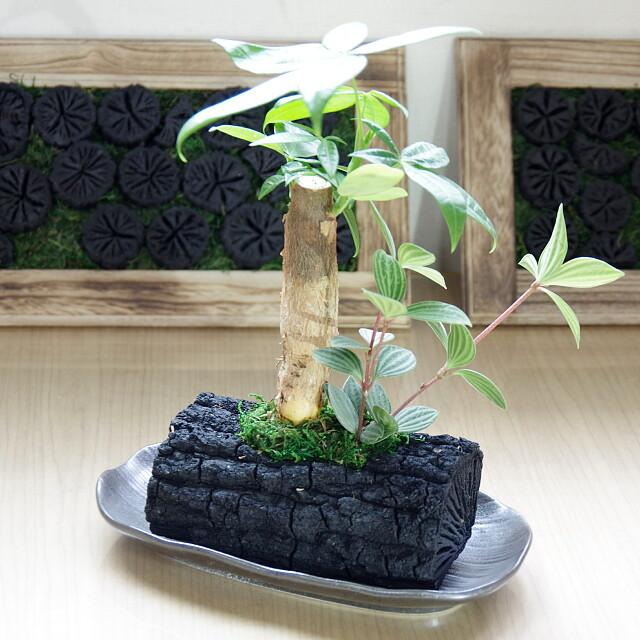 炭花壇 LH 観葉植物