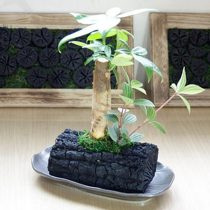 炭花壇 LH 観葉植物